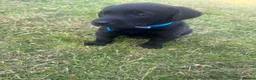 Labrador Retriever dogs for sale: Traditional Black Labrador Puppies in Caernarfon - Advert 5