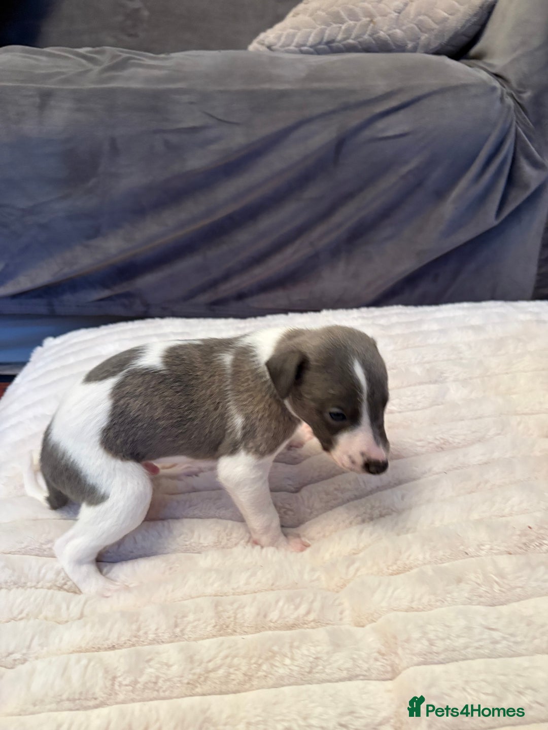 Whippet dogs for sale: Whippet Puppies - Advert 23