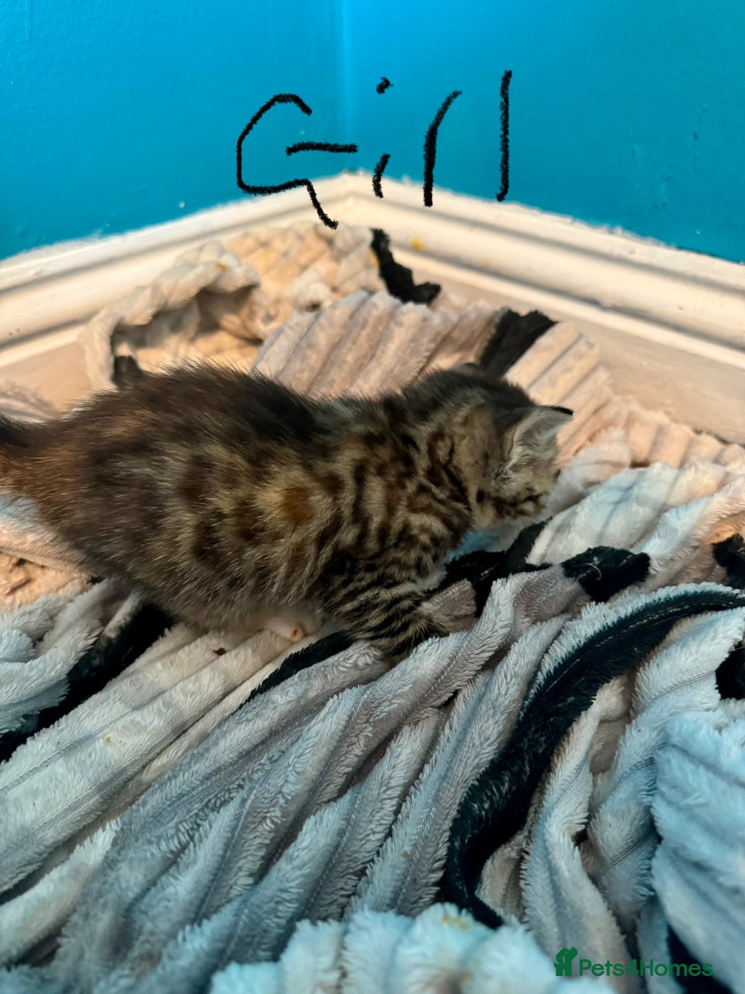 Bengal cats for sale: Benign cross main  coon cross bengal  - Image 2