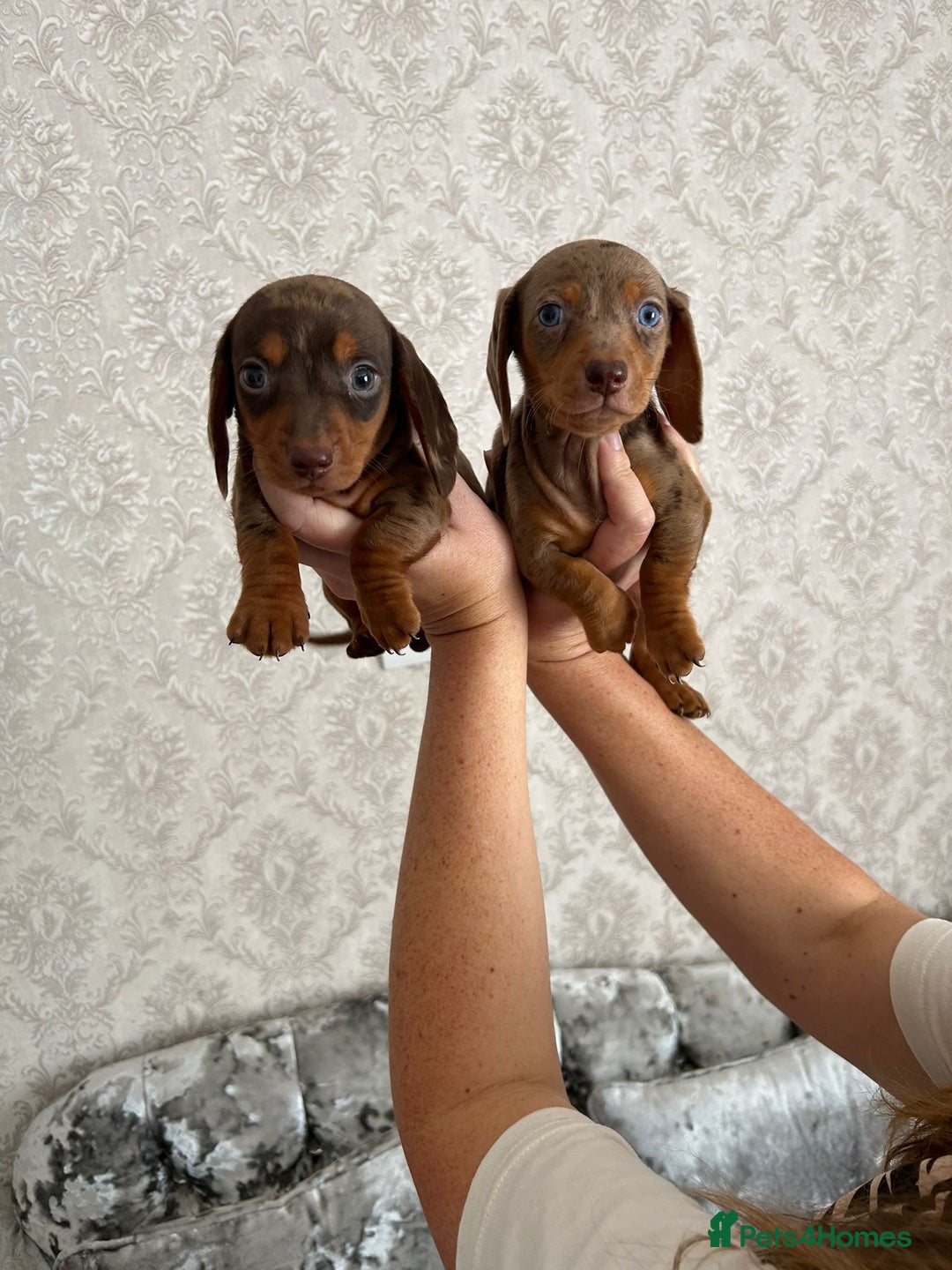 Dachshund dogs for sale: Beautiful miniature dachund puppies  - Image 7