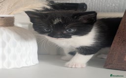 Mixed Breed cats for sale: Black and white kittens  - Image 4