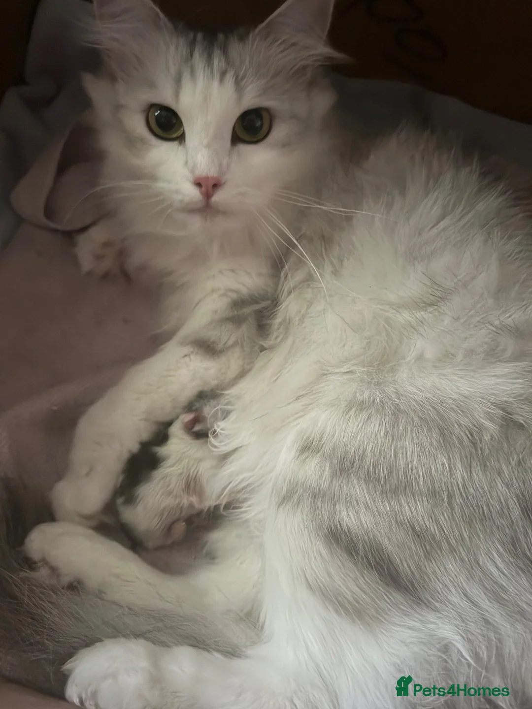 Siberian cats for sale: Hypoallergenic TICA pedigree Siberian kitten READY - Advert 10