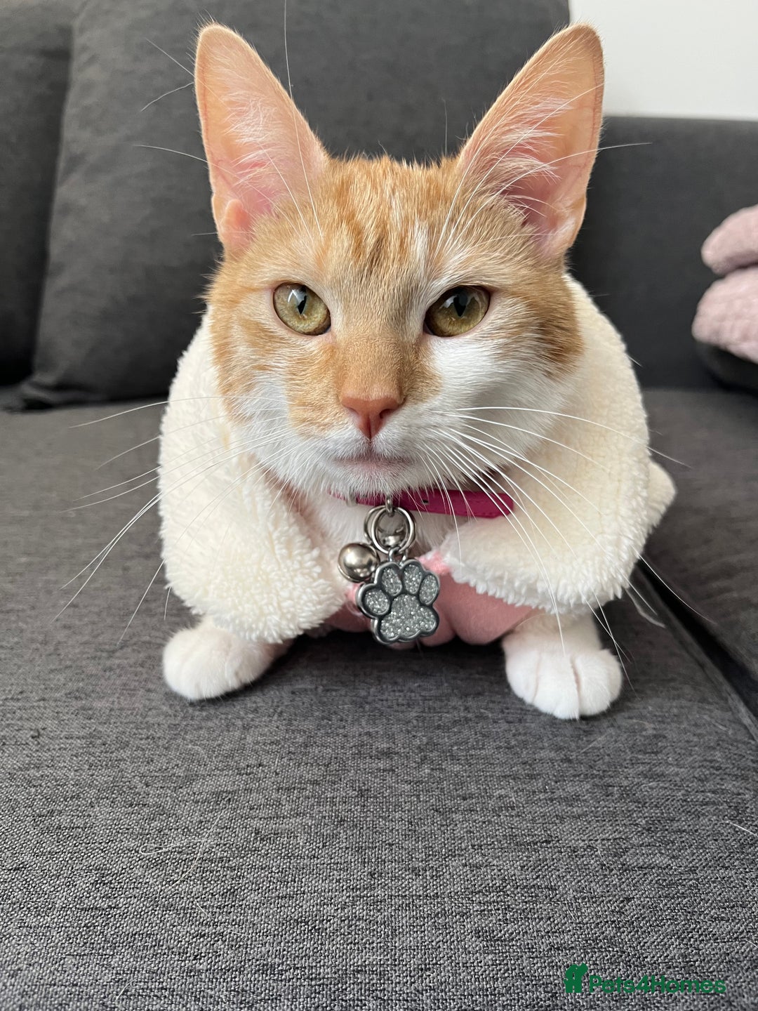 Domestic Shorthair cats for sale: Ginger & White Domestic Female Shorthair - Advert 4