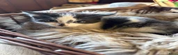 Mixed Breed cats for sale: Beautiful kittens for sale  - Advert 7