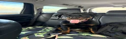 Rottweiler dogs for stud: KC Registered Health Tested Rottweiler Stud - Advert 14