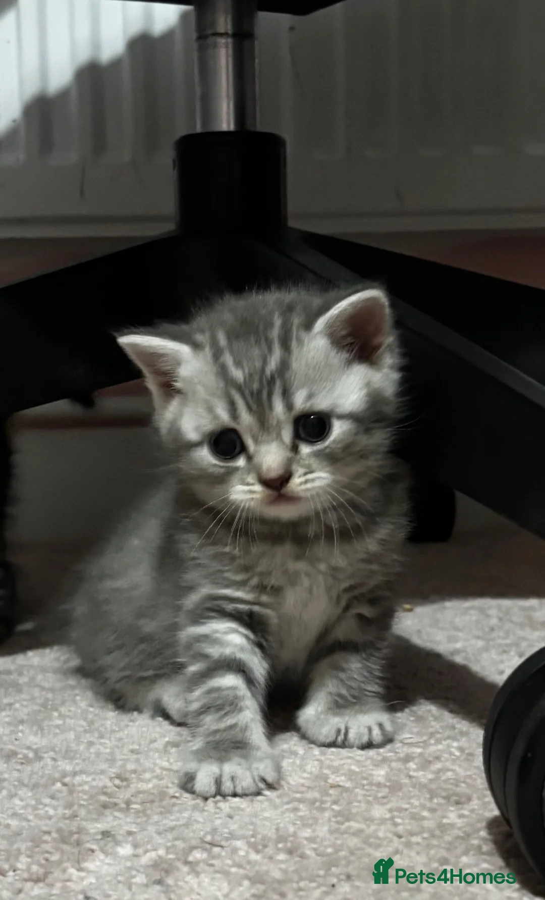 Scottish Fold cats for sale:  Scottish fold x  BSH 8 week old kittens  - Advert 2