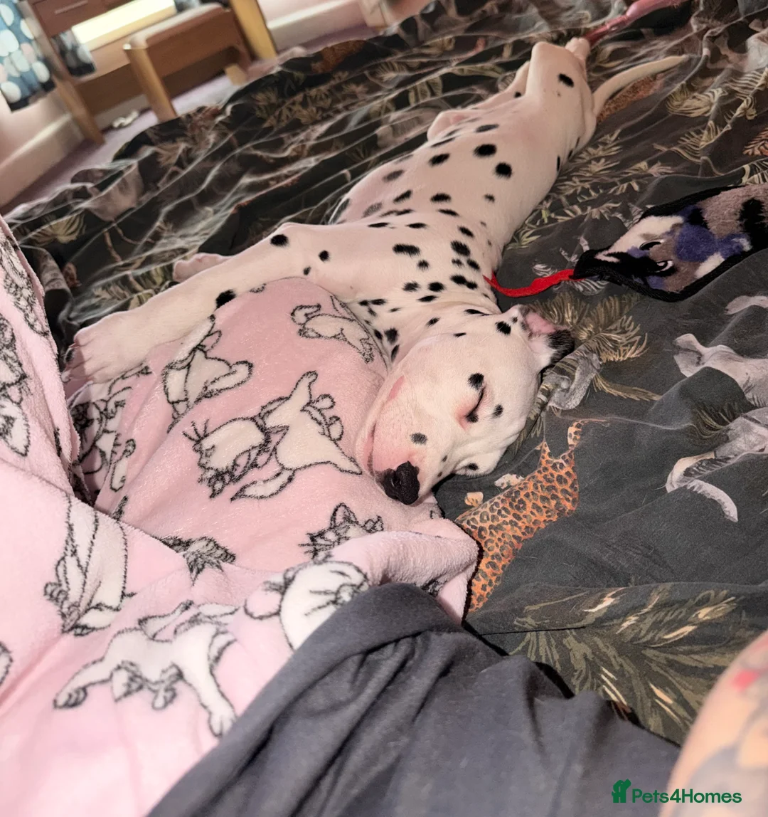 Dalmatian dogs for sale: 🐾Our Last Boy looking for forever home 🐶 💙 - Advert 40