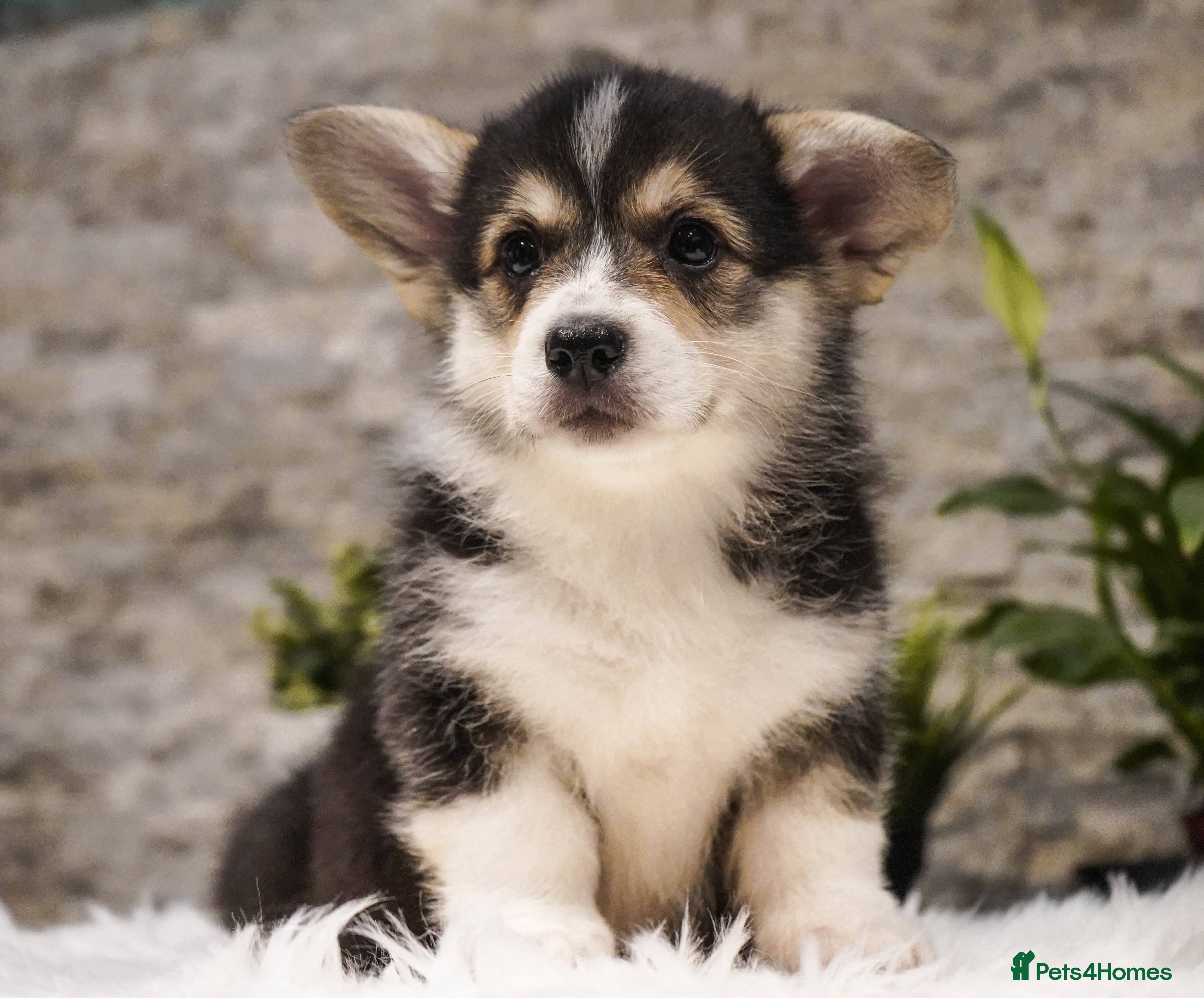 Welsh Corgi Pembroke dogs Welsh Corgi (Pembroke) - Advert 17