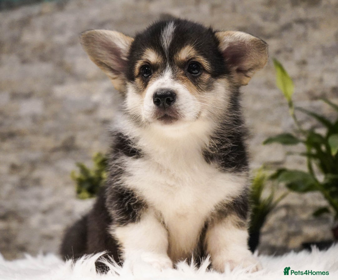 Welsh Corgi Pembroke dogs for sale: Welsh Corgi (Pembroke) - Advert 25