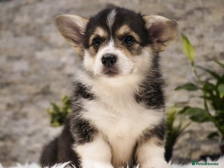 Welsh Corgi Pembroke dogs Welsh Corgi (Pembroke) - Advert 17