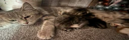 Mixed Breed cats for sale: 8 gorgeous kittens  - Advert 1