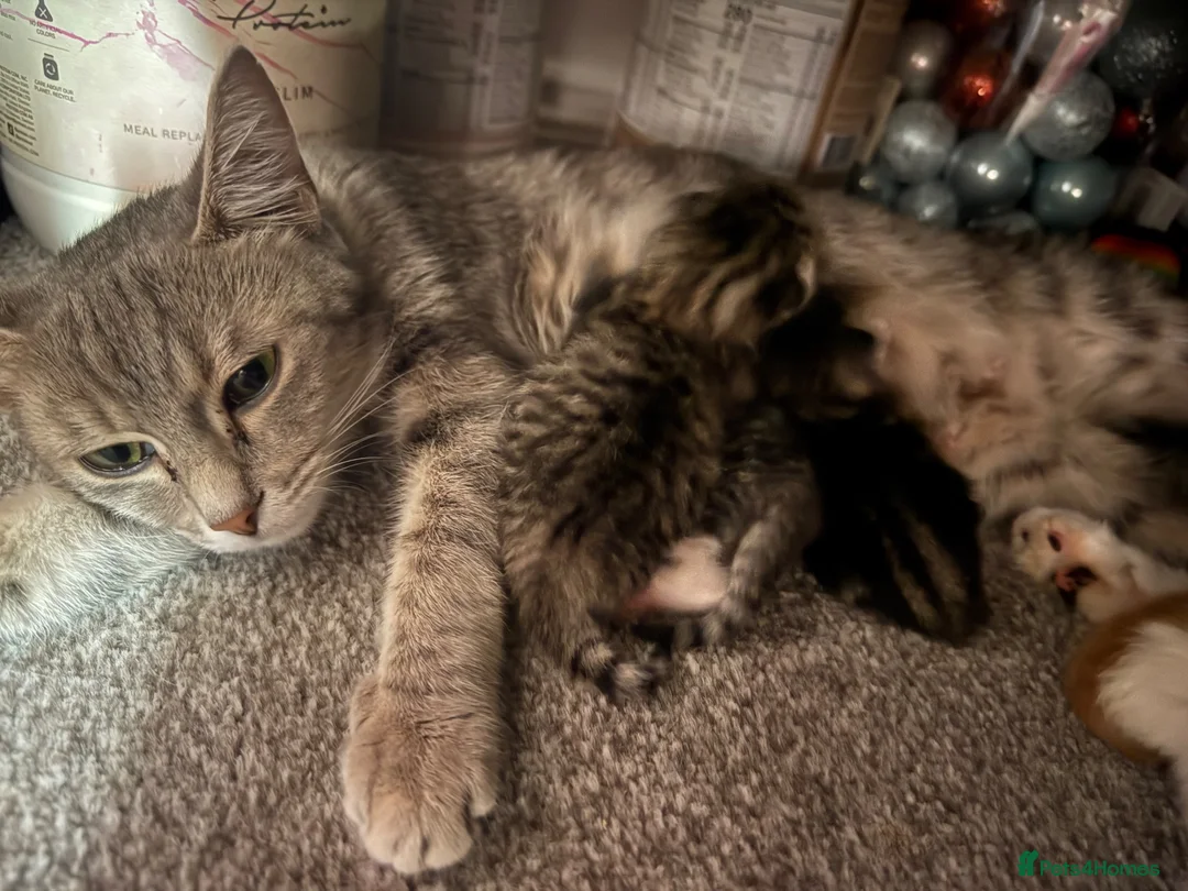 Mixed Breed cats for sale: 8 gorgeous kittens  - Advert 1