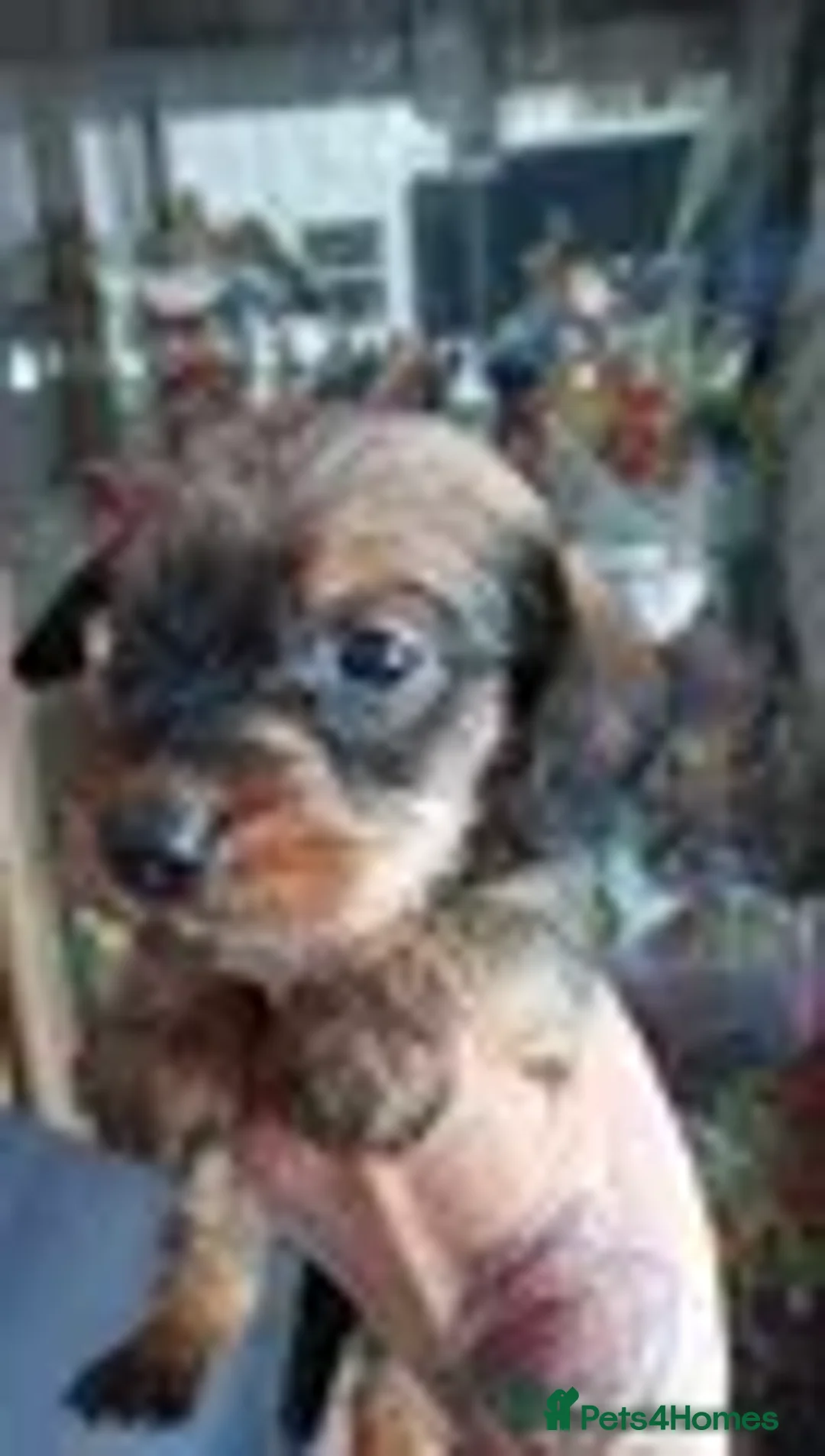 Miniature Dachshund dogs for sale: Beautiful miniature wire haired dachshund pups - Advert 2