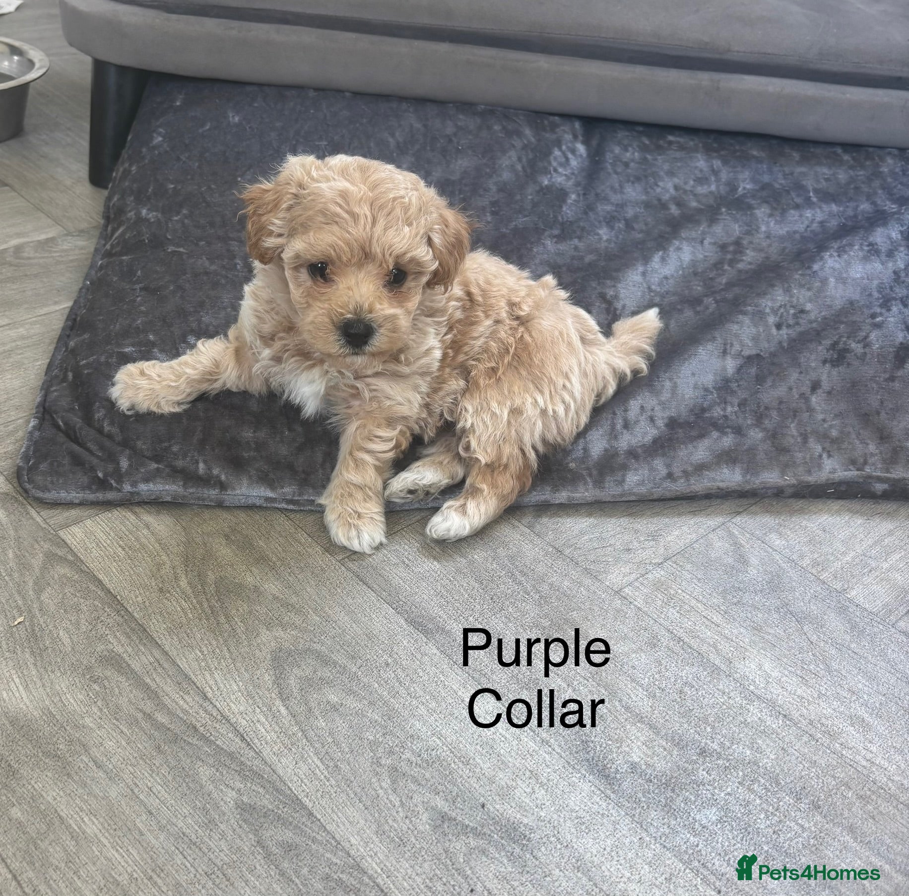 Poochon dogs Ready now Stunning Poochon Pups - Advert 2