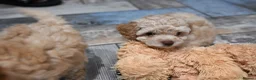 Cavapoo dogs for sale: 💙READY NOW💙  male cavapoo FHT  - Advert 11