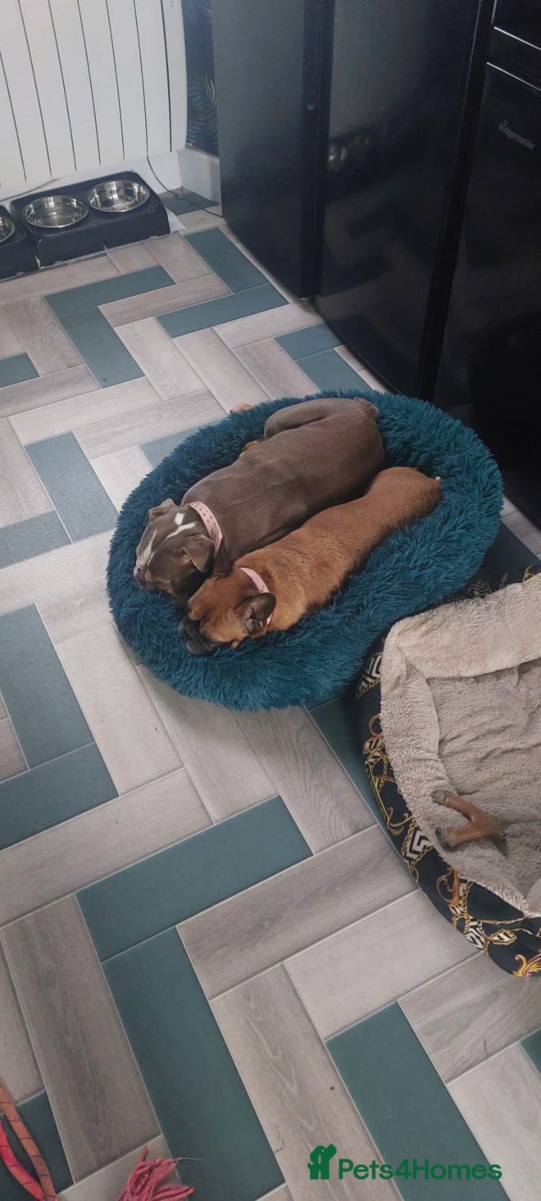 English Bulldog dogs for sale: English bulldog - Image 8