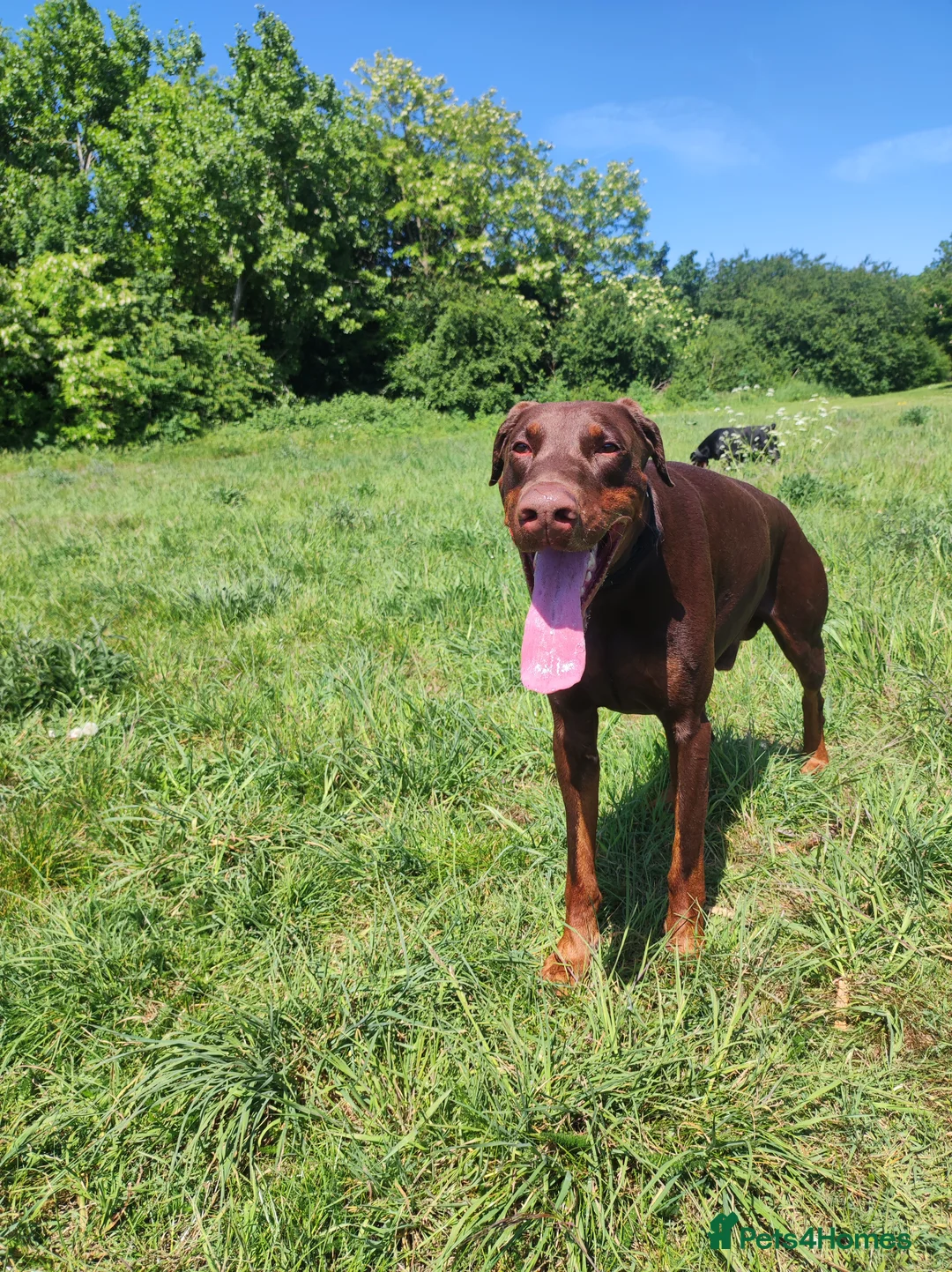 Dobermann dogs for stud: Proven Euro Doberman Stud in London - Advert 3