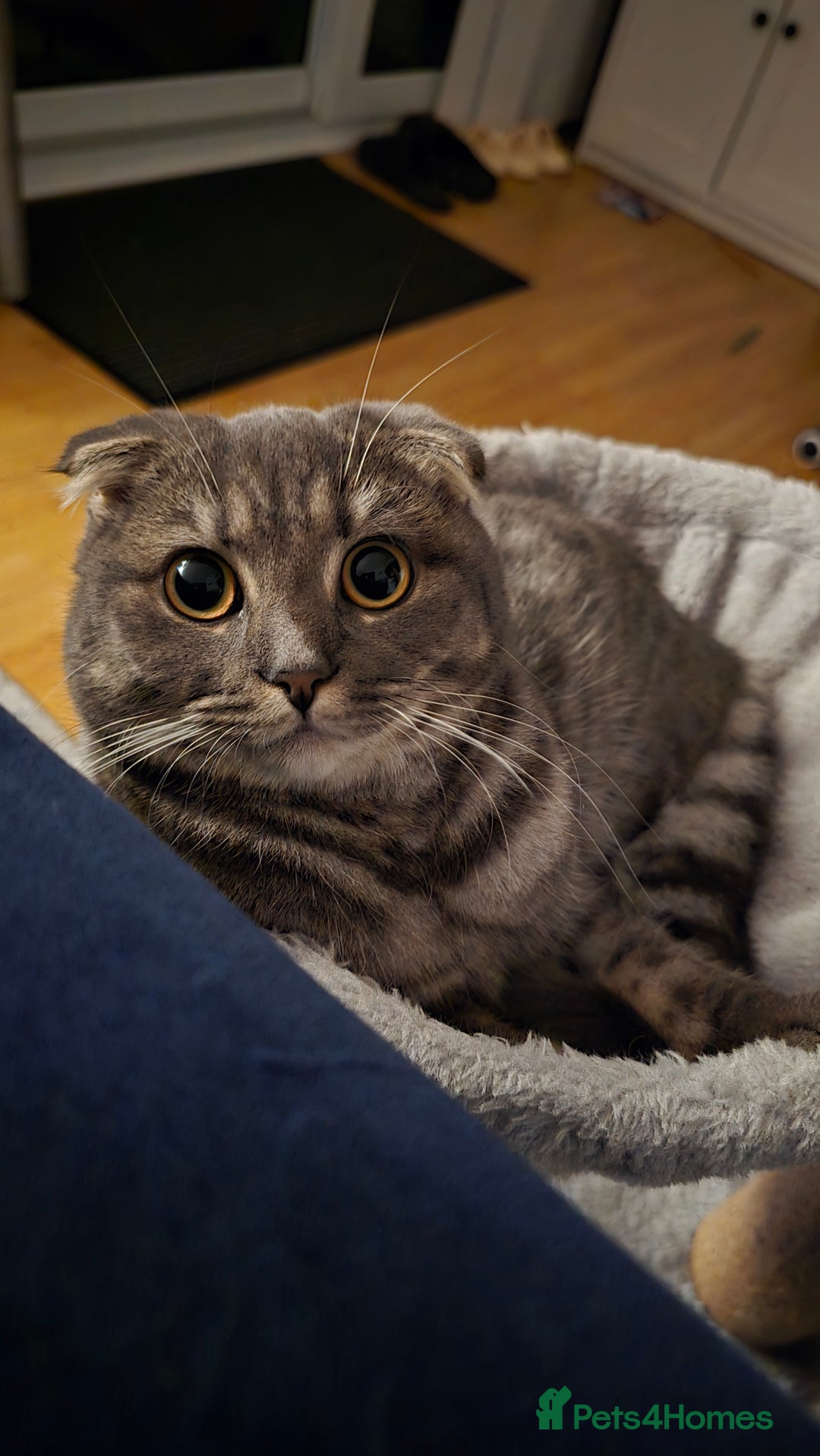 Scottish Fold cats for sale: Scottish Fold Indoor Kitten  in Skelmersdale - Image 3