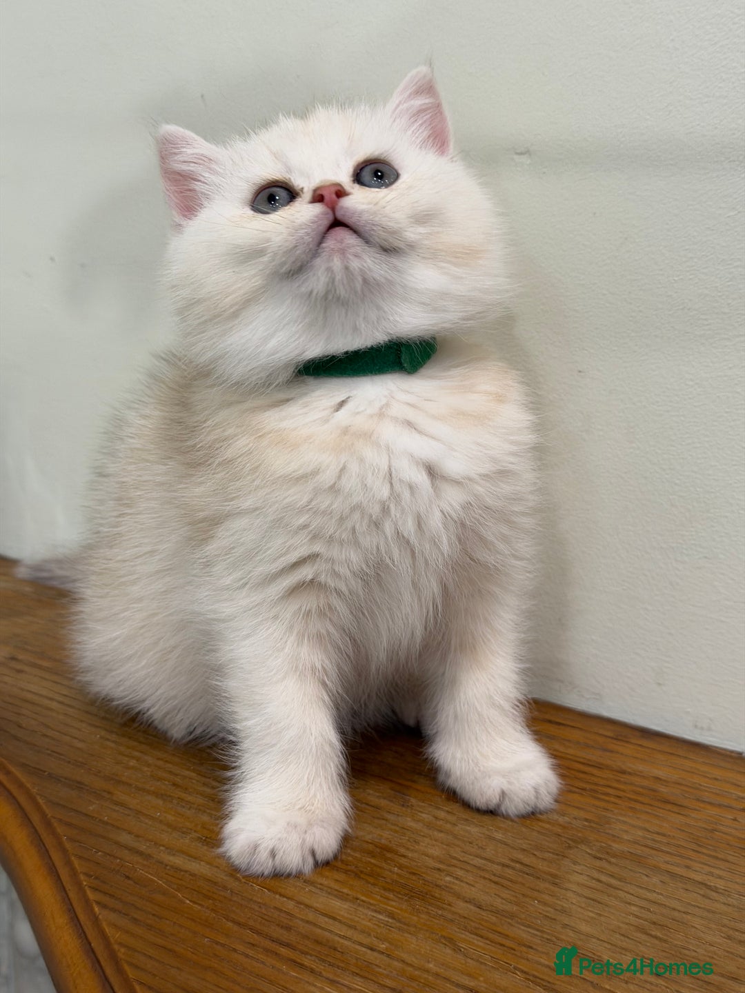 British Shorthair cats for sale: British shh golden, silver  GCCF kittens  - Advert 21