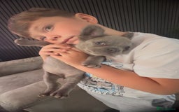French Bulldog dogs for sale: Frenchie girl puppy’s 1 visual fluffy, 1 big rope  - Image 6