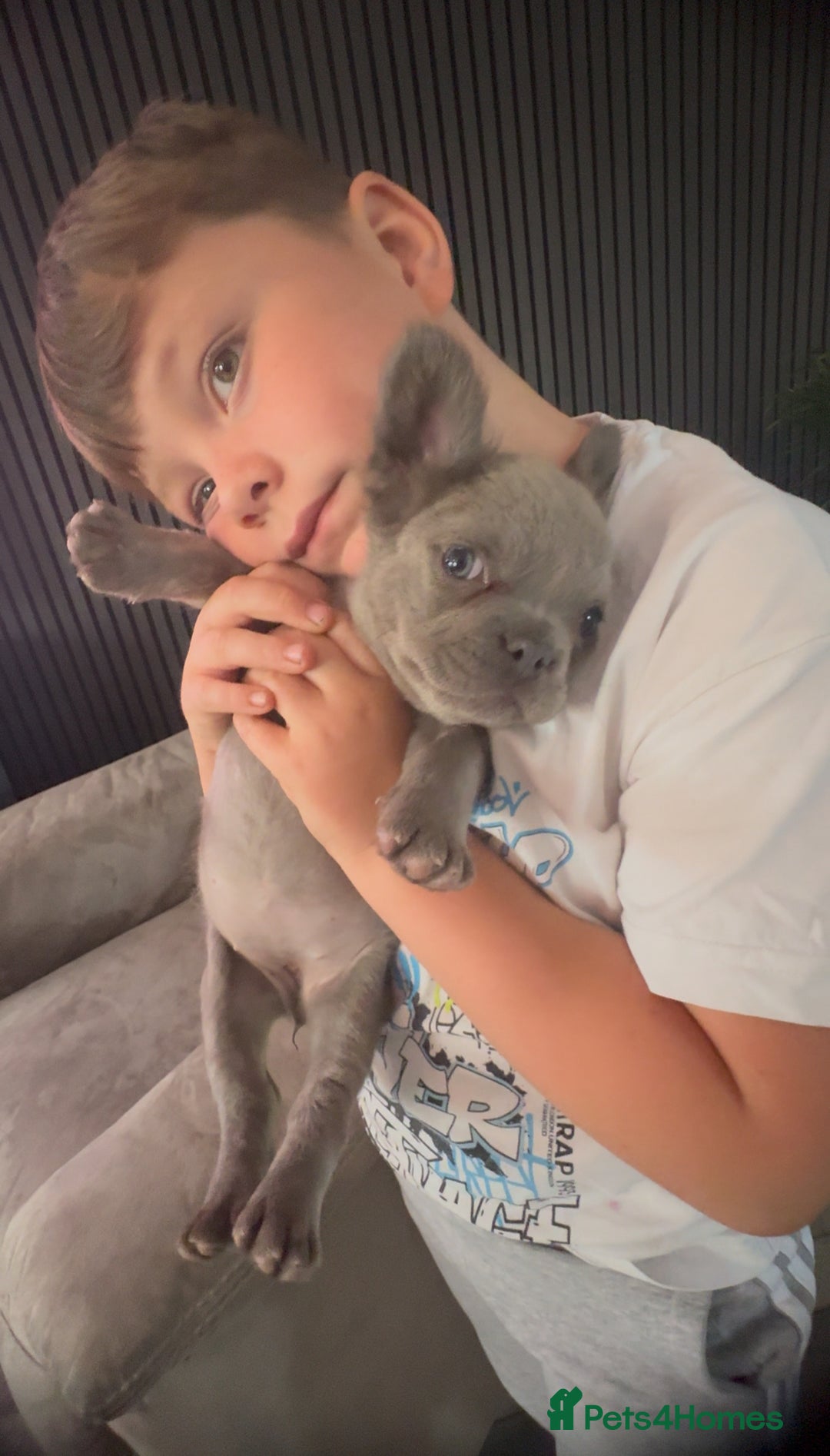 French Bulldog dogs for sale: Frenchie girl puppy’s 1 visual fluffy, 1 big rope  - Image 6