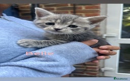 British Shorthair cats for sale: Stunning British short hair 4 sale  - Image 2