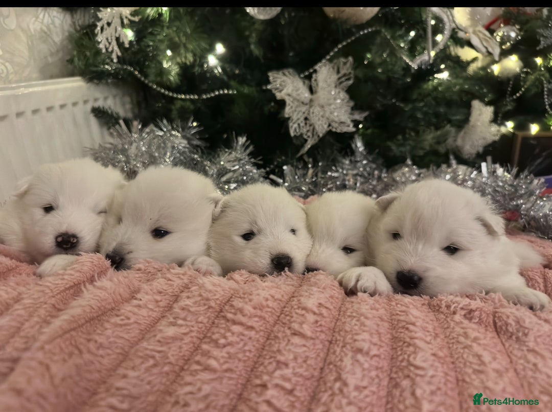 Samoyed dogs for sale: Adorable 6 Samoyed Puppies Waiting Forever Homes - Advert 15