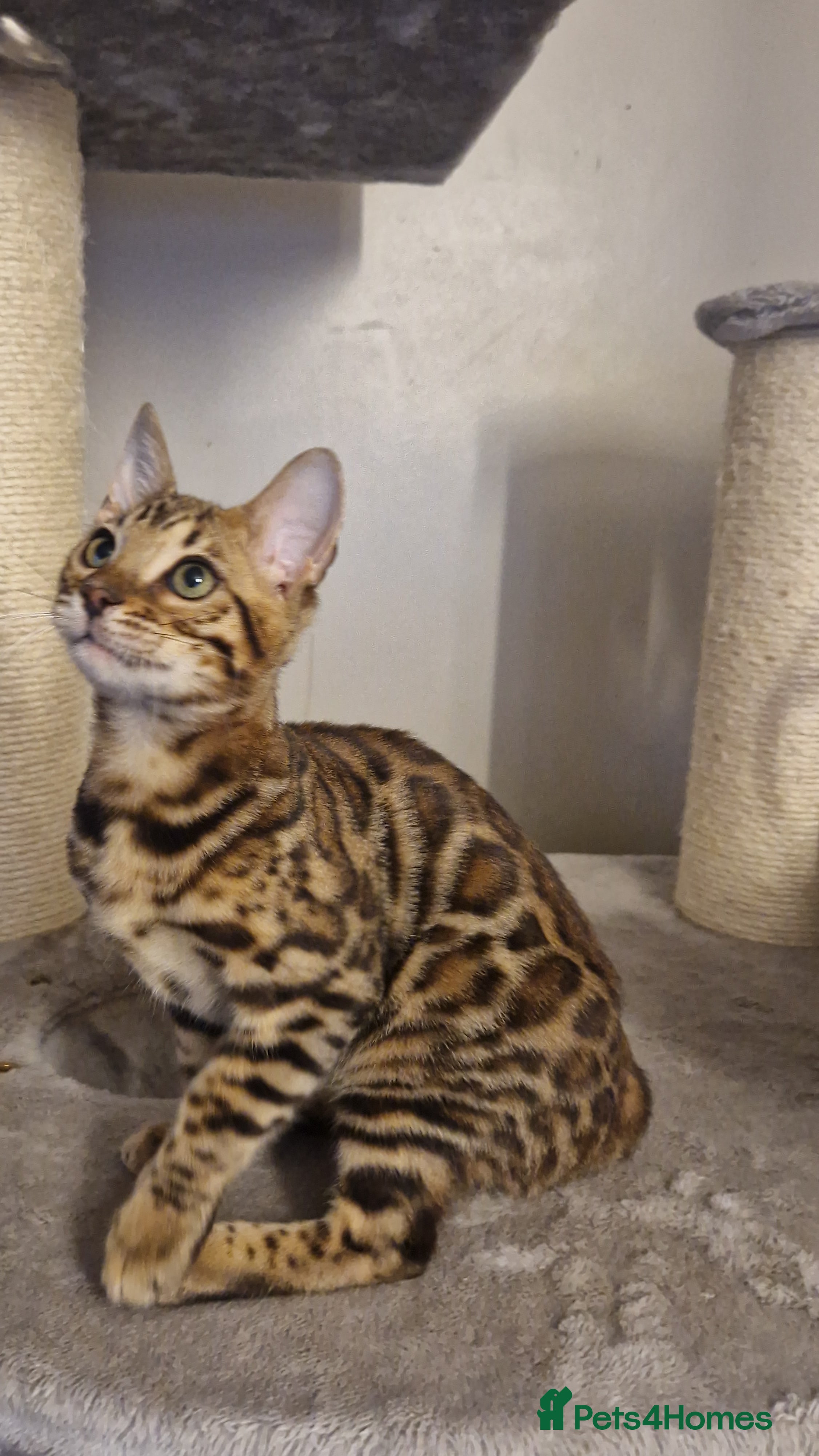 Bengal cats Beutifull kittens❤️ - Advert 3