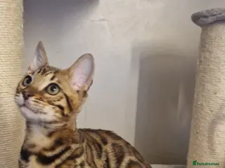 Bengal cats Beutifull kittens❤️ - Advert 4
