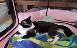 Ojos Azules cats for sale: 3 lovely Kittens looking for a forever New home  - Image 4