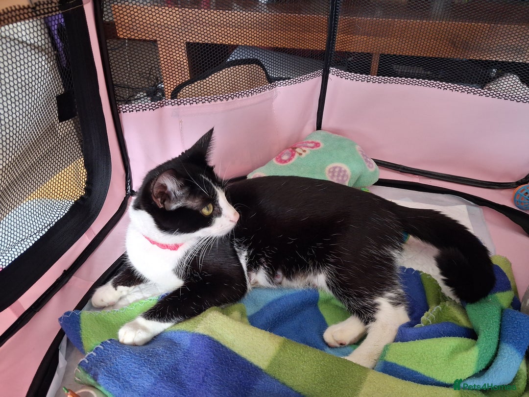 Ojos Azules cats for sale: 3 lovely Kittens looking for a forever New home  - Image 4
