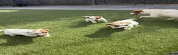 Jack Russell dogs for sale: Jack russel - Advert 14