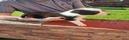 Border Collie dogs for sale: BORDER COLLIE PUPS - Advert 10
