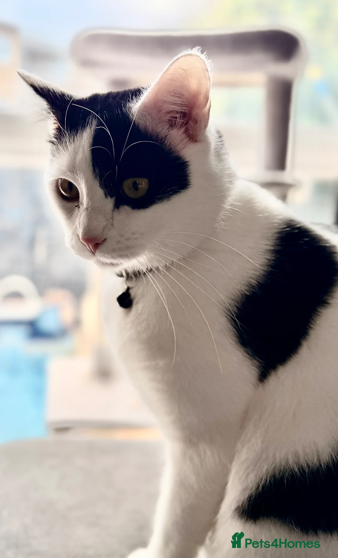 Mixed Breed cats for sale: 3 lovely indoor family of cats in Basildon - Advert 6