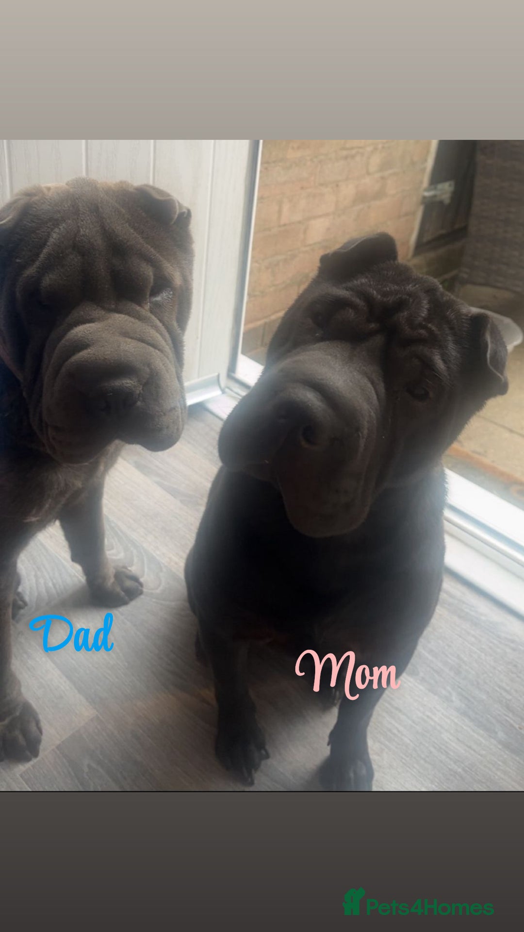 Shar Pei dogs for sale: Shar pei puppies - Advert 2