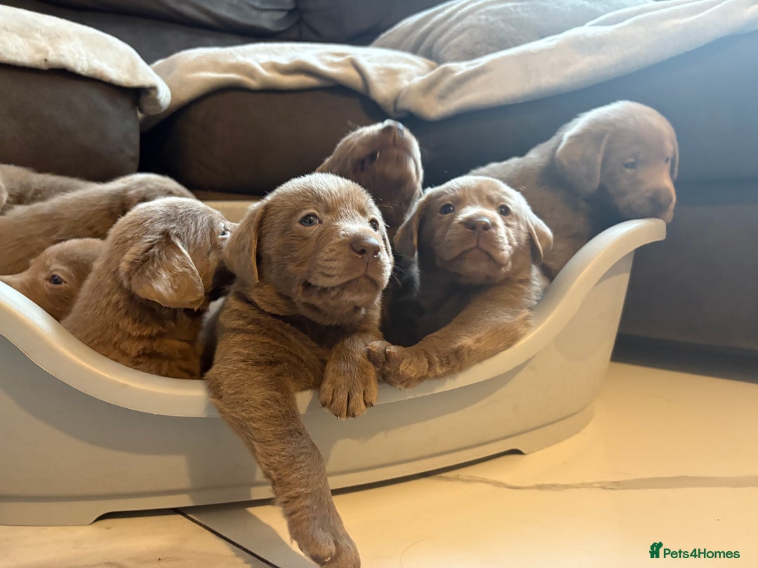 Labrador Retriever dogs for sale: Silver Labrador retriever puppies - Advert 30