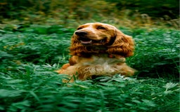 Cocker Spaniel dogs for sale: RESERVE NOW Show Champion Cocker Spaniels - Image 2