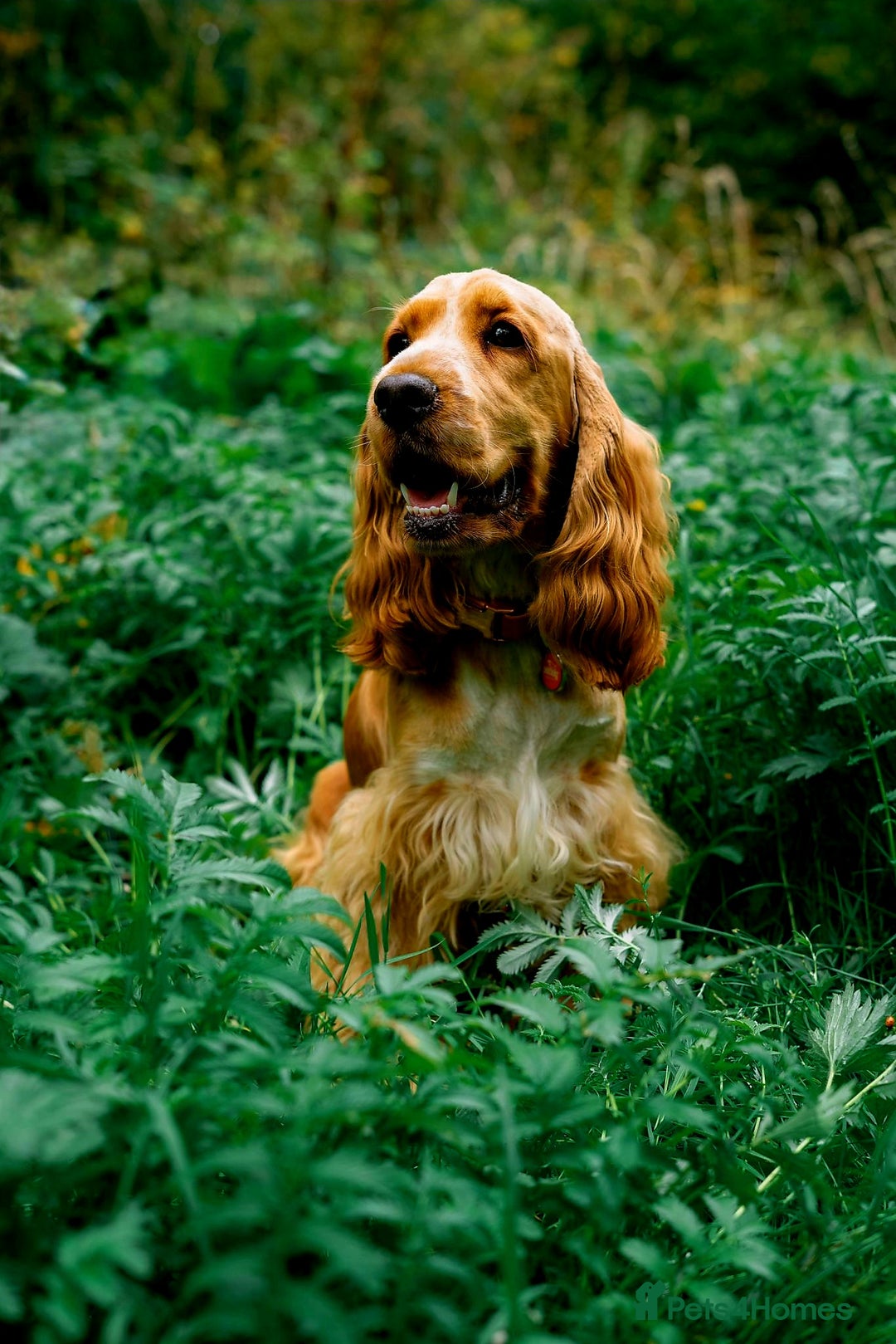 Cocker Spaniel dogs for sale: RESERVE NOW Show Champion Cocker Spaniels - Image 2