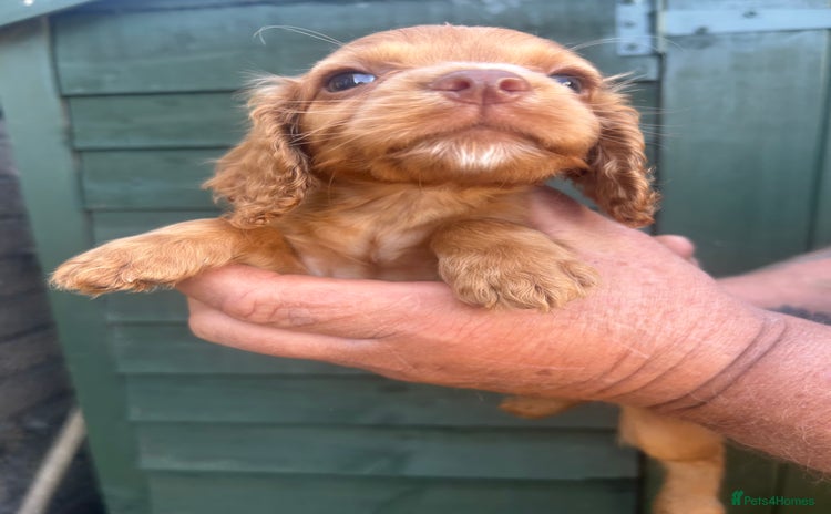 Cocker Spaniel dogs - Advert 14