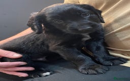 Mixed Breed dogs for sale: Cocker gold maraner - Image 13