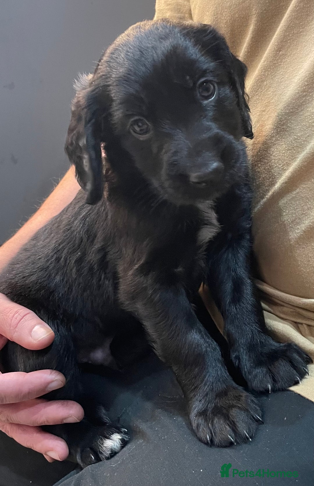 Mixed Breed dogs for sale: Cocker gold maraner - Image 13