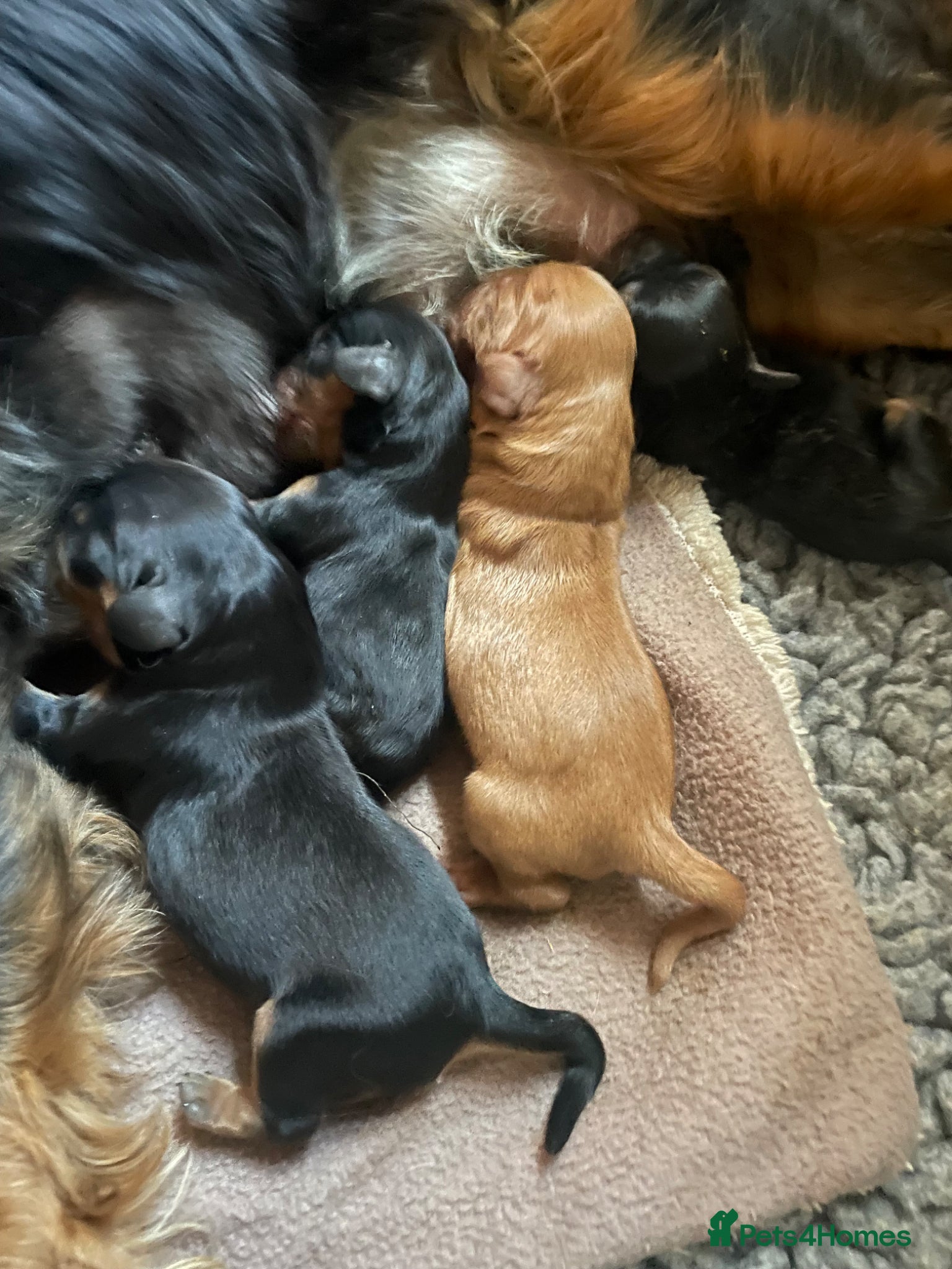 Cavalier King Charles Spaniel dogs for sale: King Charles cavalier babies  - Advert 8