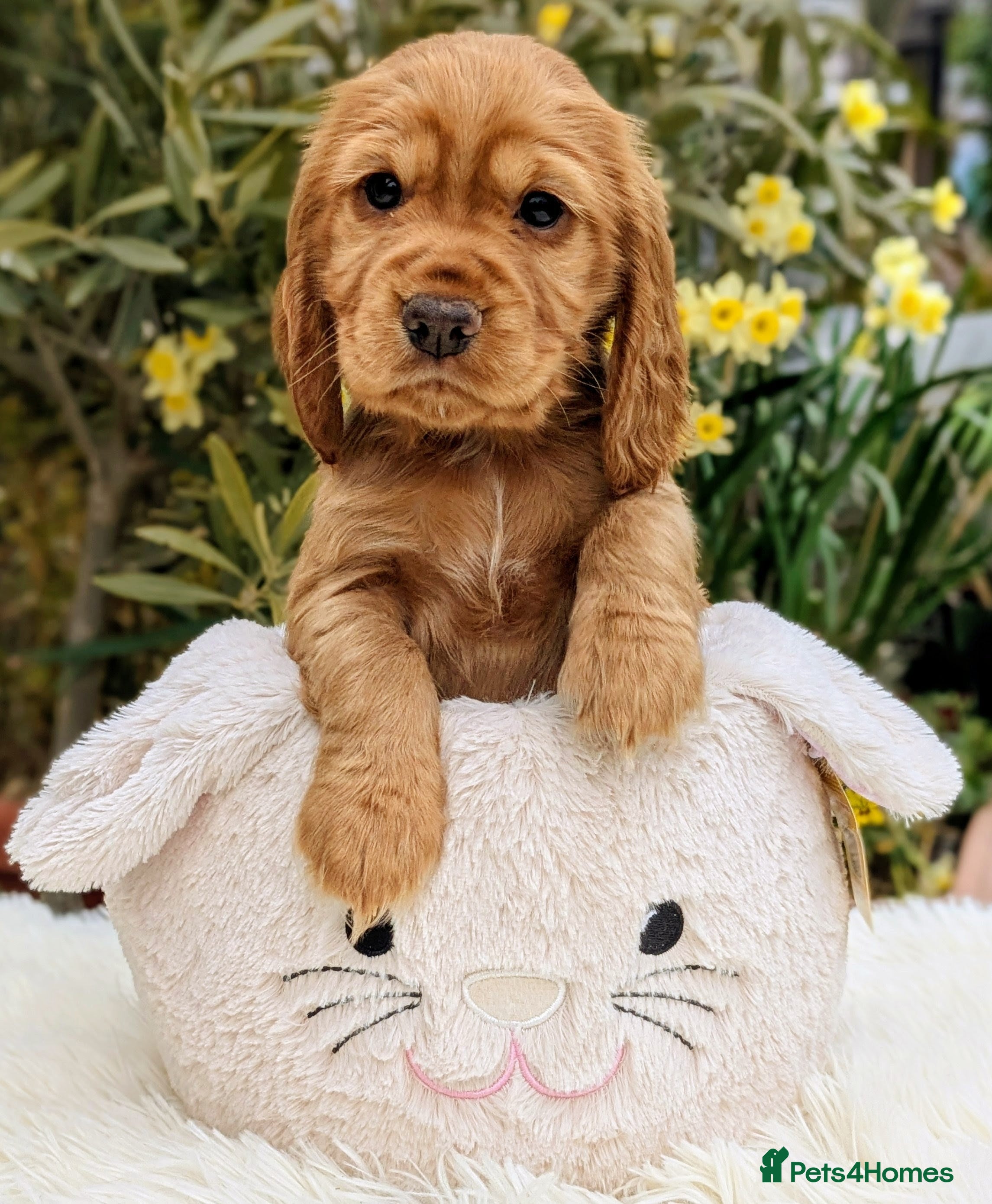 Cocker Spaniel dogs Beautiful KC Reg Cocker Spaniels 2 girls remaining - Advert 2