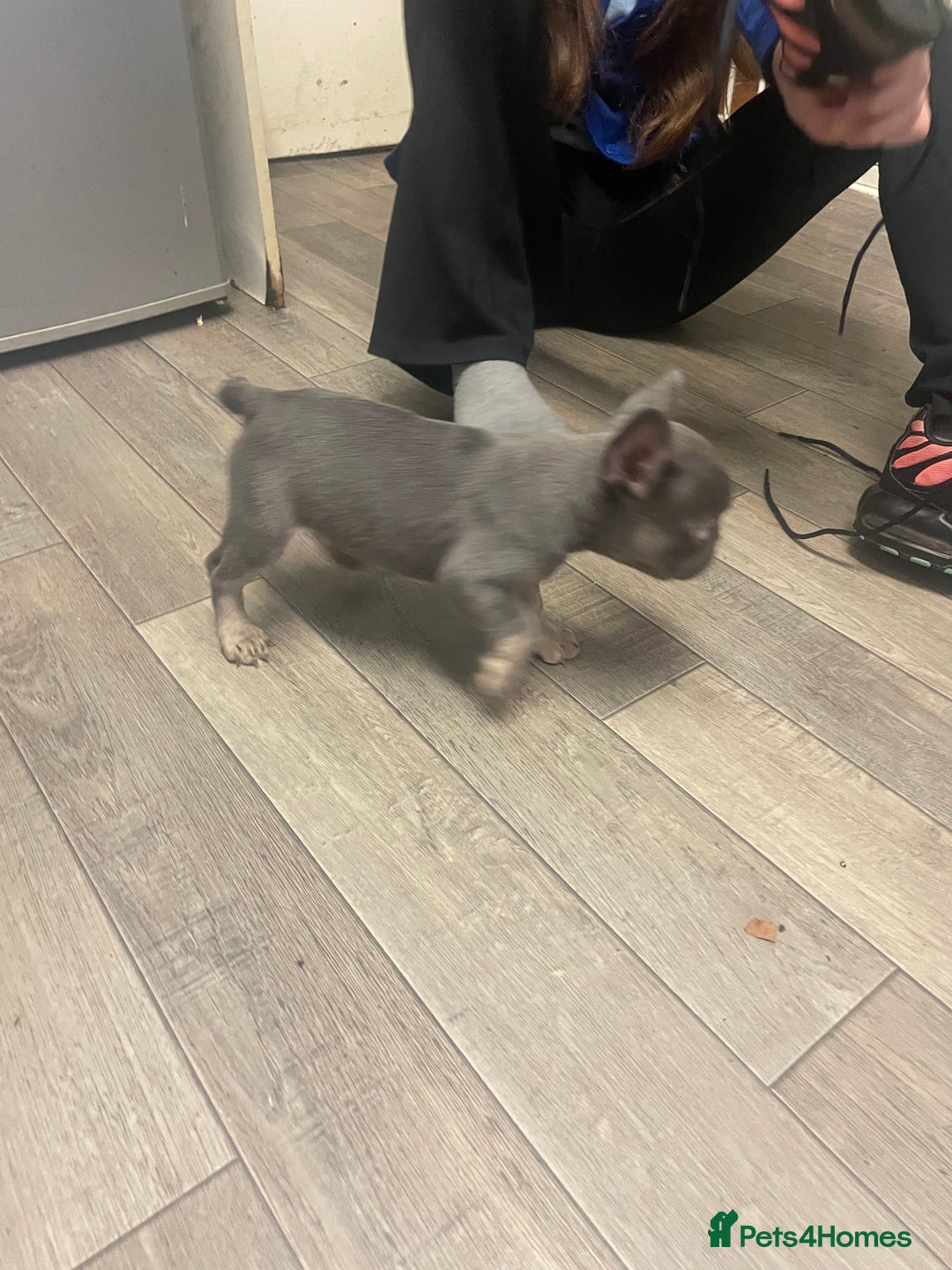 French Bulldog dogs for sale: Female French bulldog  - Advert 6