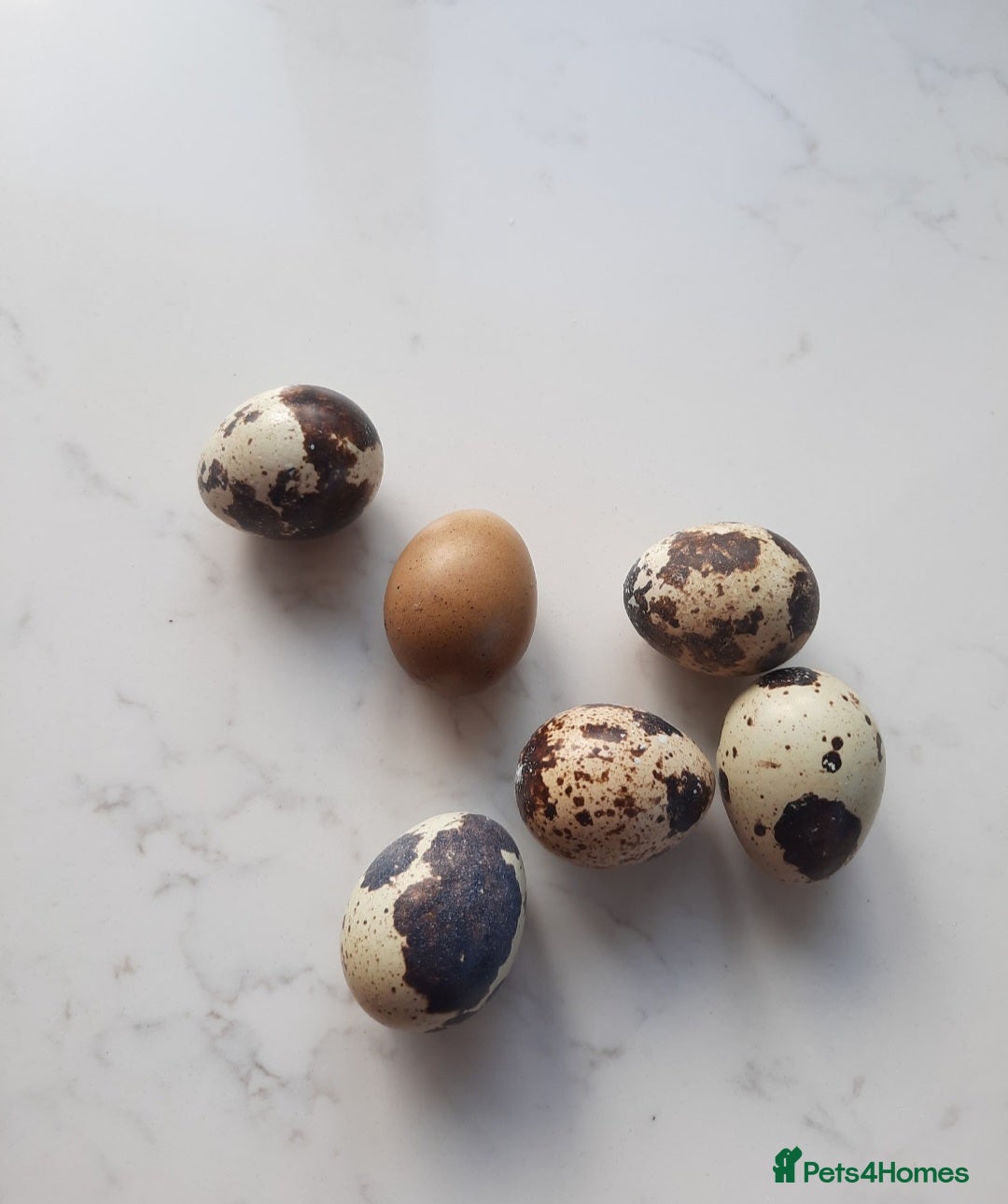 Mixed Breed birds Fertile Coturnix quail eggs x 12 for hatching - Advert 9
