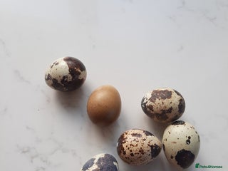 Mixed Breed birds Coturnix quail eggs - Advert 1