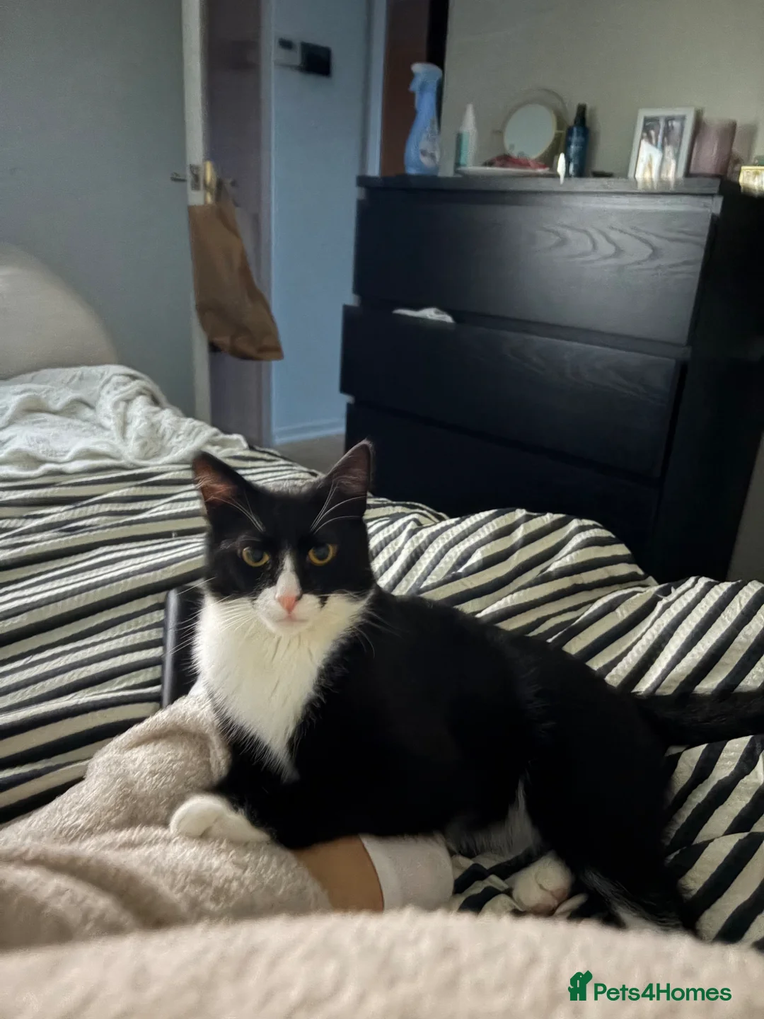 British Shorthair cats for sale: Male cat looking for forever home  - Advert 5