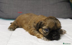 Shih Tzu dogs for sale: LOVELY SHIH TZU PUPPIES  - Image 25