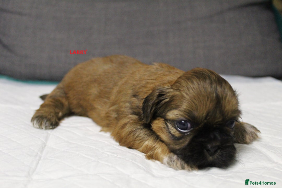 Shih Tzu dogs for sale: LOVELY SHIH TZU PUPPIES  - Image 25