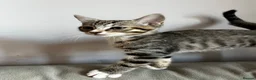 Mixed Breed cats for sale: 5 Beautiful friendly kittens - Advert 15